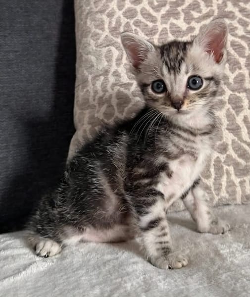 GOUDURIX À ADOPTER AVEC SON FRÈRE OU SOEUR OU SEUL SI DÉJÀ UN CHAT PRÉSENT CHEZ VOUS