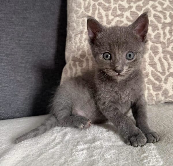 BIGGYX À ADOPTER AVEC SON FRÈRE OU SOEUR OU SEUL SI DÉJÀ UN CHAT PRÉSENT CHEZ VOUS