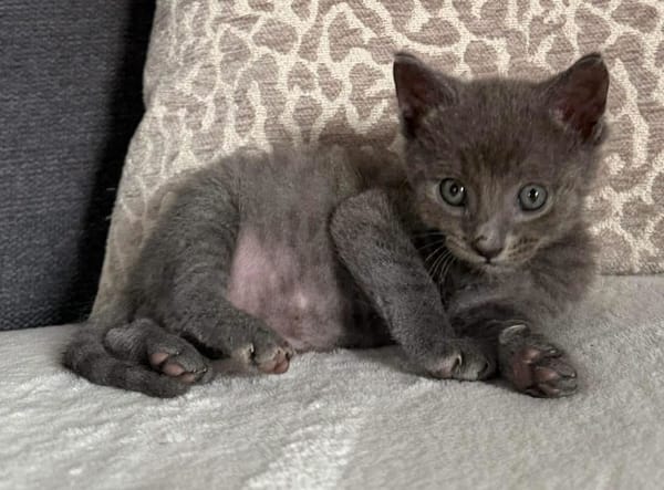 BIGGYX À ADOPTER AVEC SON FRÈRE OU SOEUR OU SEUL SI DÉJÀ UN CHAT PRÉSENT CHEZ VOUS