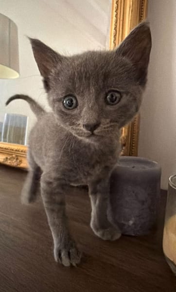 BIGGYX À ADOPTER AVEC SON FRÈRE OU SOEUR OU SEUL SI DÉJÀ UN CHAT PRÉSENT CHEZ VOUS
