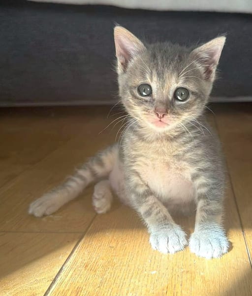 MELODIX À ADOPTER AVEC SON FRÈRE OU SOEUR OU SEULE SI DÉJÀ UN CHAT PRÉSENT CHEZ VOUS