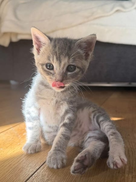 MELODIX À ADOPTER AVEC SON FRÈRE OU SOEUR OU SEULE SI DÉJÀ UN CHAT PRÉSENT CHEZ VOUS