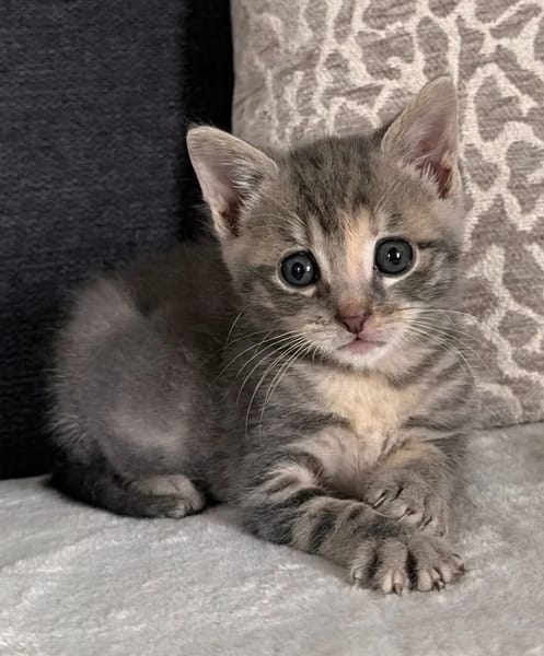 MELODIX À ADOPTER AVEC SON FRÈRE OU SOEUR OU SEULE SI DÉJÀ UN CHAT PRÉSENT CHEZ VOUS