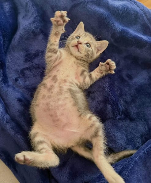 MELODIX À ADOPTER AVEC SON FRÈRE OU SOEUR OU SEULE SI DÉJÀ UN CHAT PRÉSENT CHEZ VOUS