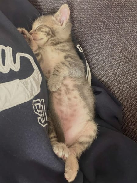 MELODIX À ADOPTER AVEC SON FRÈRE OU SOEUR OU SEULE SI DÉJÀ UN CHAT PRÉSENT CHEZ VOUS