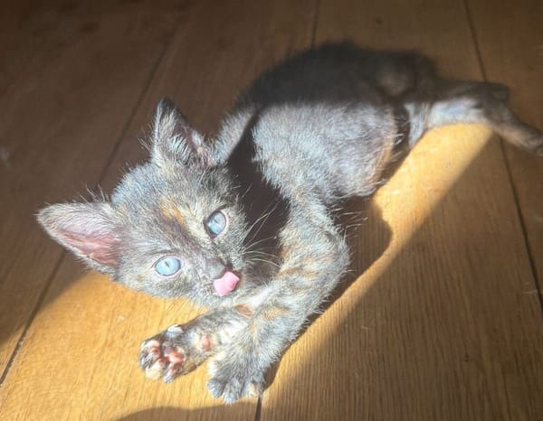 BONNEMINE À ADOPTER AVEC SON FRÈRE OU SOEUR OU SEULE SI DÉJÀ UN CHAT PRÉSENT CHEZ VOUS