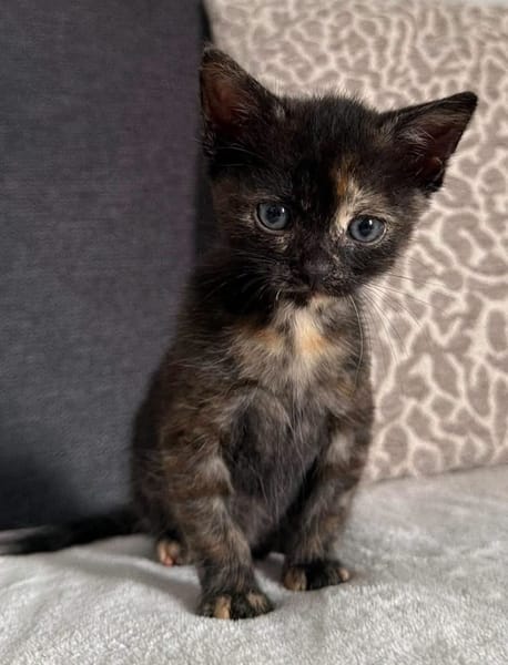 BONNEMINE À ADOPTER AVEC SON FRÈRE OU SOEUR OU SEULE SI DÉJÀ UN CHAT PRÉSENT CHEZ VOUS
