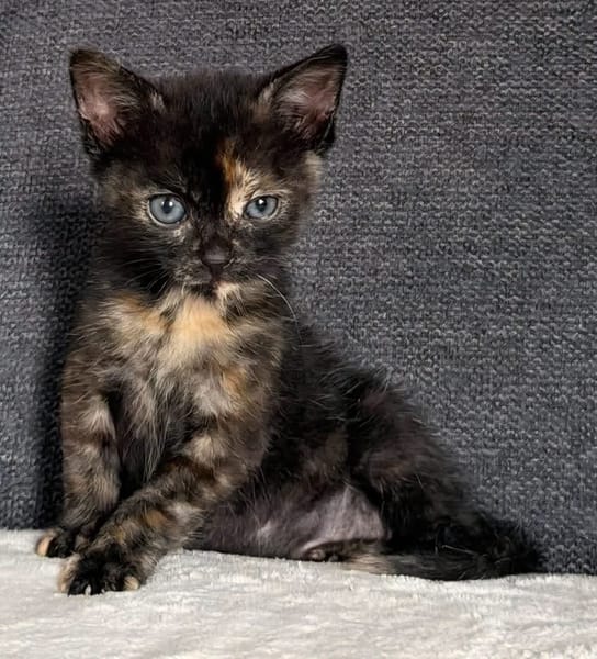BONNEMINE À ADOPTER AVEC SON FRÈRE OU SOEUR OU SEULE SI DÉJÀ UN CHAT PRÉSENT CHEZ VOUS