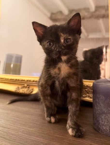 BONNEMINE À ADOPTER AVEC SON FRÈRE OU SOEUR OU SEULE SI DÉJÀ UN CHAT PRÉSENT CHEZ VOUS