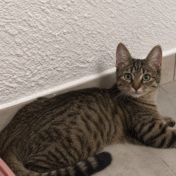 Miso