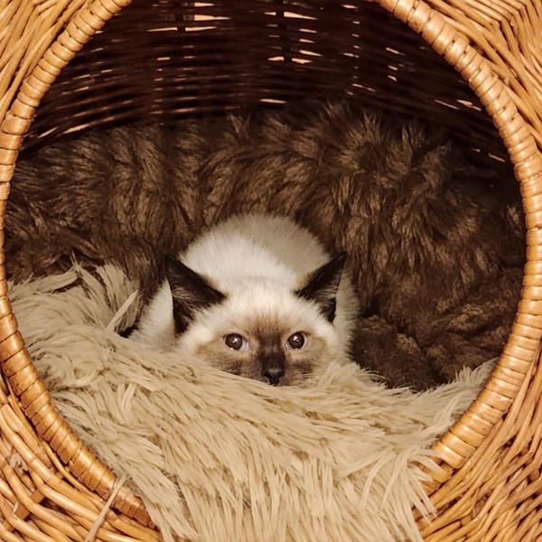 Coco