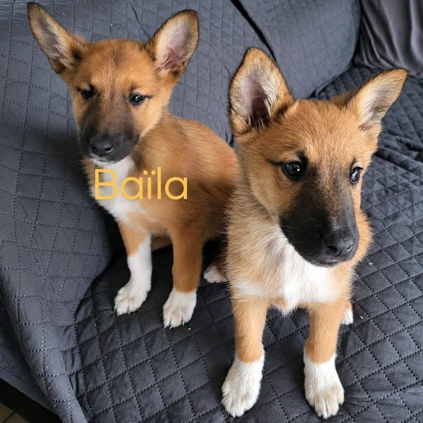 Baïla