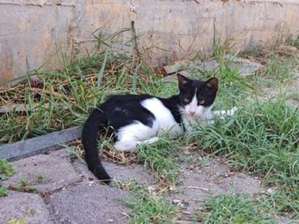 Die hübsche Freya sucht ihr Körbchen