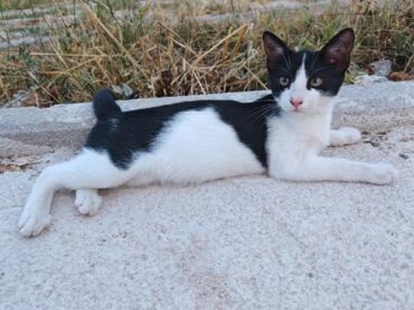 Die hübsche Freya sucht ihr Körbchen