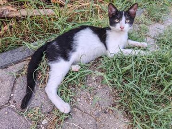 Die hübsche Freya sucht ihr Körbchen
