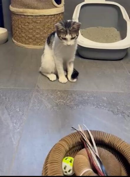 Süße Lumi sucht ein Zuhause