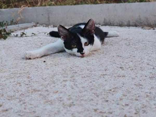 Die hübsche Morgana sucht ihr Körbchen