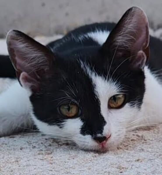 Die hübsche Morgana sucht ihr Körbchen