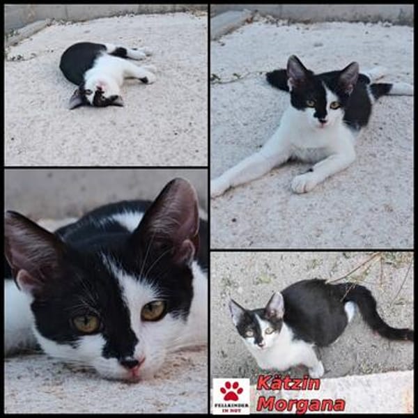 Die hübsche Morgana sucht ihr Körbchen