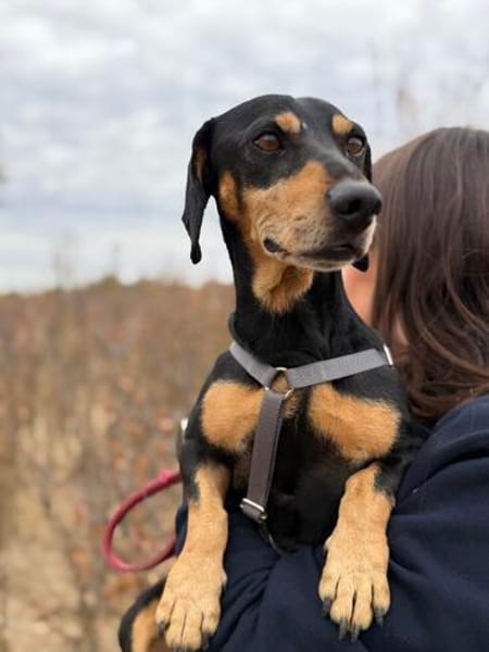 Colton -Kleiner Herzenshund sucht endlich sein Glück!