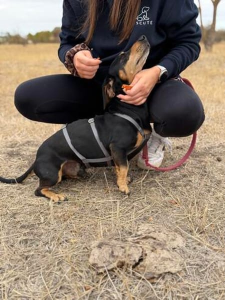 Colton -Kleiner Herzenshund sucht endlich sein Glück!