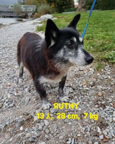 die verschmuste Ruthy sucht liebevolles Zuhause