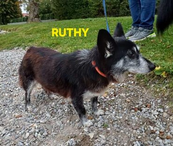 die verschmuste Ruthy sucht liebevolles Zuhause
