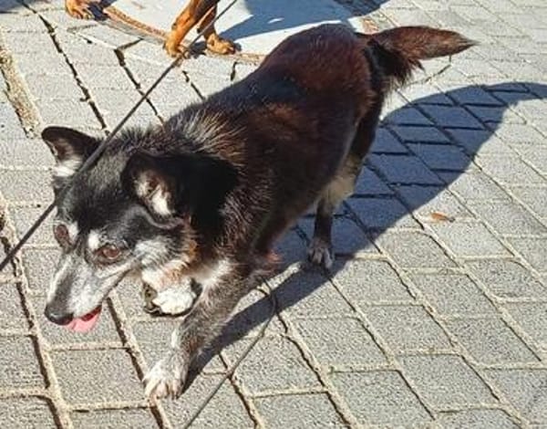 die verschmuste Ruthy sucht liebevolles Zuhause