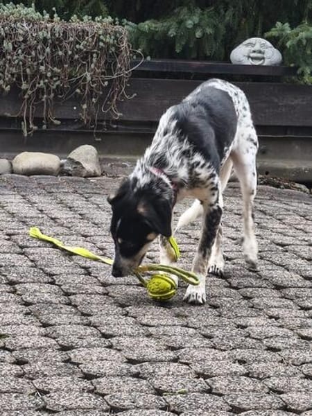 Aurora - Hundekind möchte schlimmen Start verarbeiten