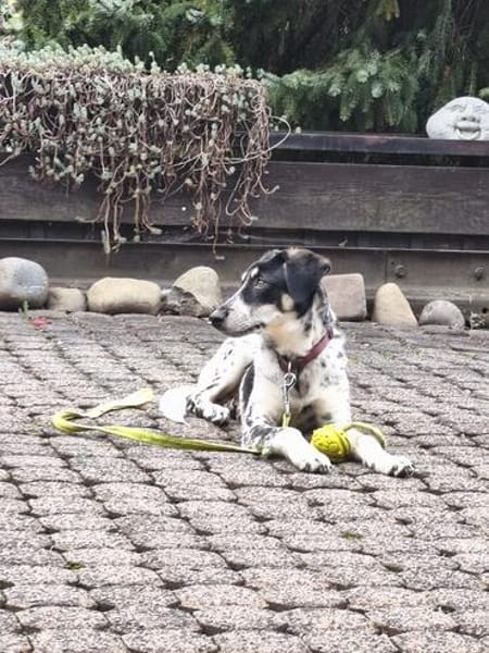 Aurora - Hundekind möchte schlimmen Start verarbeiten