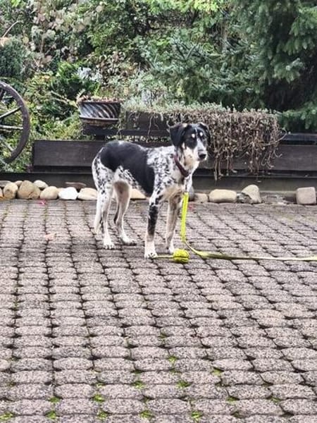 Aurora - Hundekind möchte schlimmen Start verarbeiten
