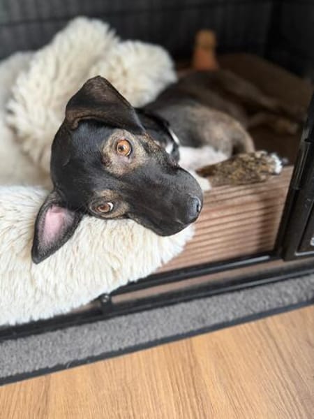 Percy sucht ein liebevolles Zuhause