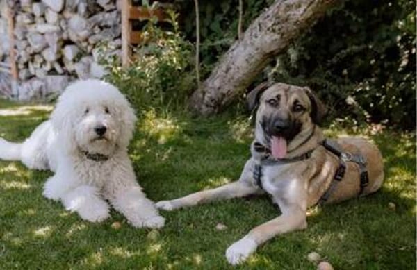 fröhlicher Junghund MYCROFT sucht seine Menschen