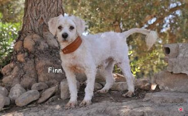 FINN