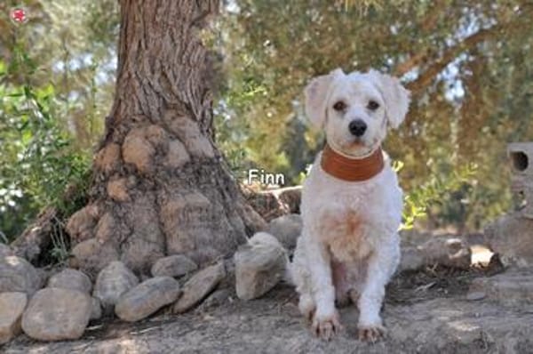 FINN