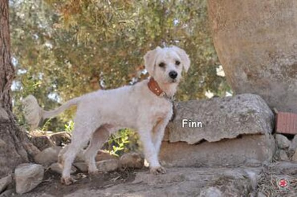 FINN