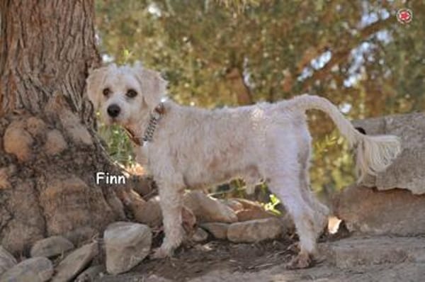 FINN