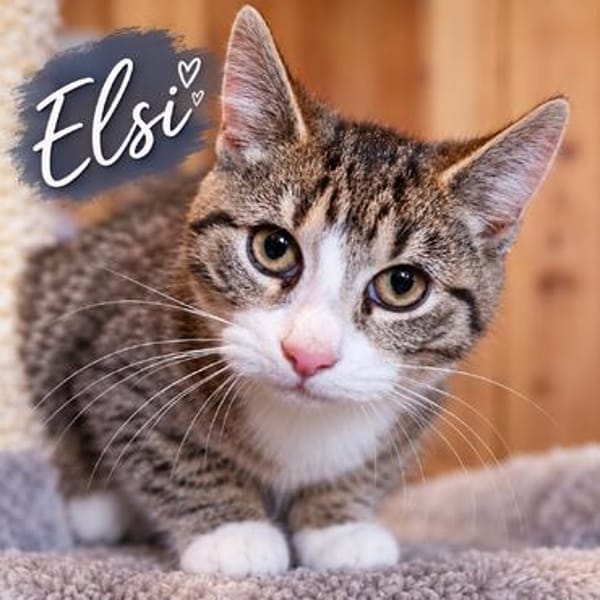 ***ELSI sucht Für-Immer-Zuhause!**