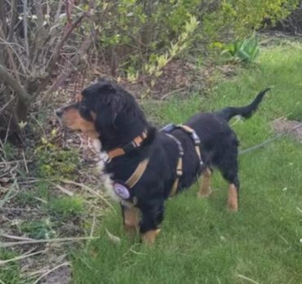 Cleverer HOWIE sucht erfahrene Menschen