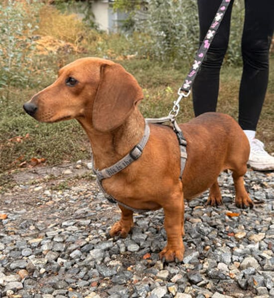 Bandit- Kleiner Dackelrüde sucht sein Glück