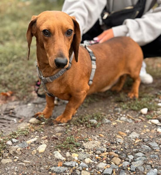 Bandit- Kleiner Dackelrüde sucht sein Glück