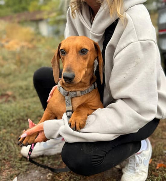 Bandit- Kleiner Dackelrüde sucht sein Glück
