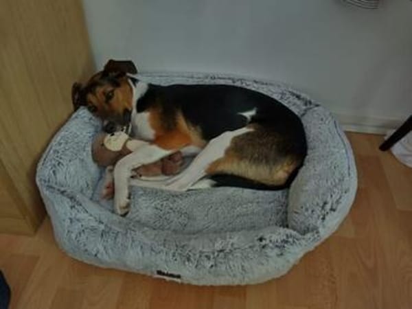 Daiquri sucht ein liebevolles Zuhause