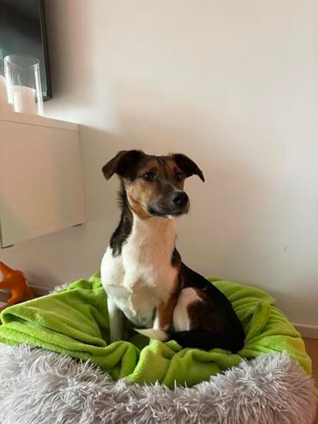 Daiquri sucht ein liebevolles Zuhause