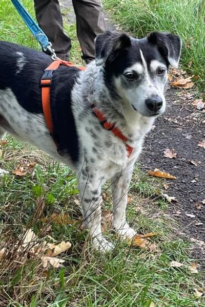 OldBoy♥Rocky♥ wartet 21640 Bliedersdorf auf sein Lebensglück