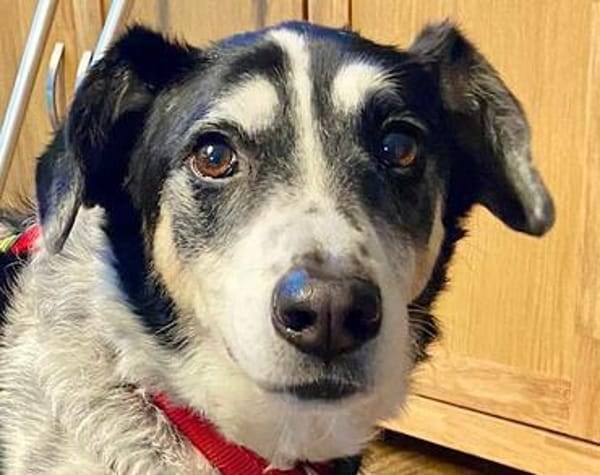 OldBoy♥Rocky♥ wartet 21640 Bliedersdorf auf sein Lebensglück