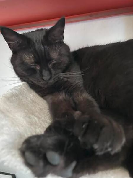 Gina sucht ein liebevolles und ruhiges Zuhause