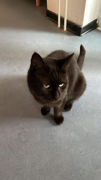 Gina sucht ein liebevolles und ruhiges Zuhause