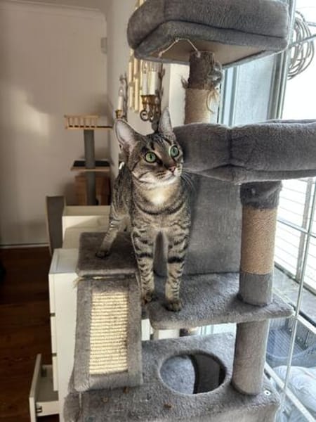 Thea sucht ein liebevolles Zuhause