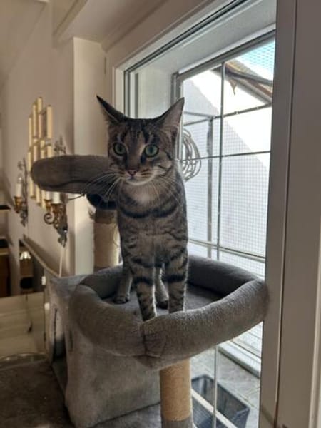 Thea sucht ein liebevolles Zuhause